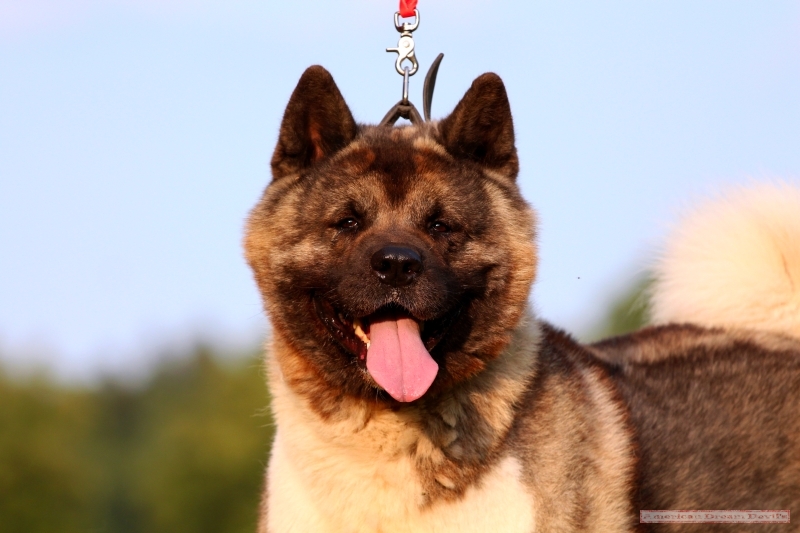 Attila King of Dogs