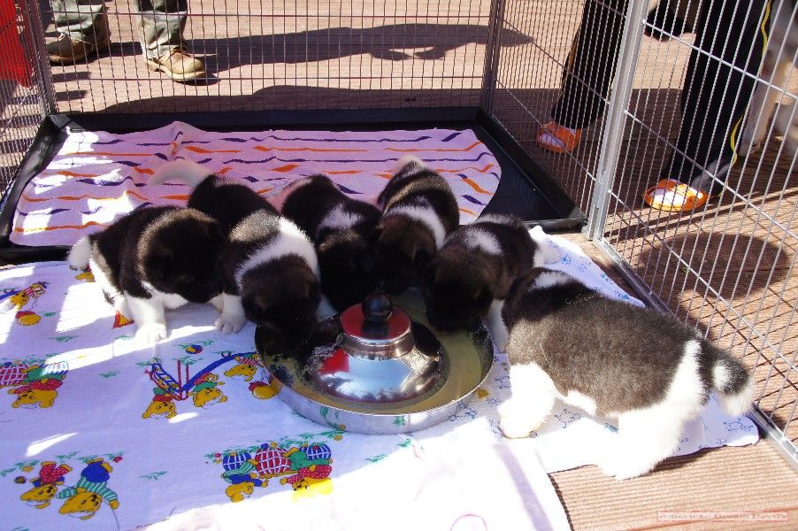 Puppies D-Litter