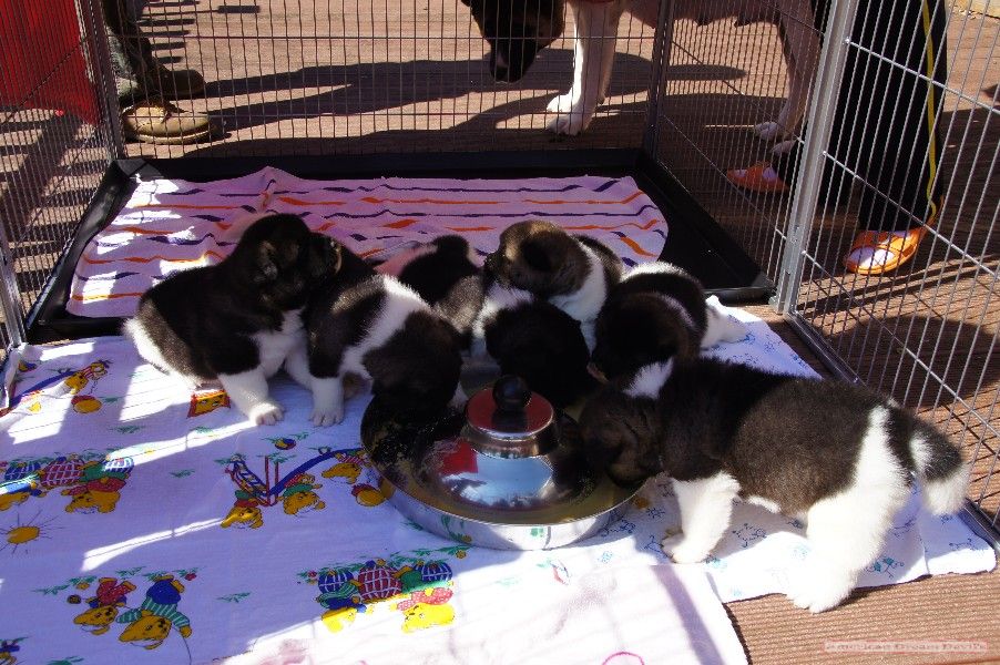 Puppies D-Litter