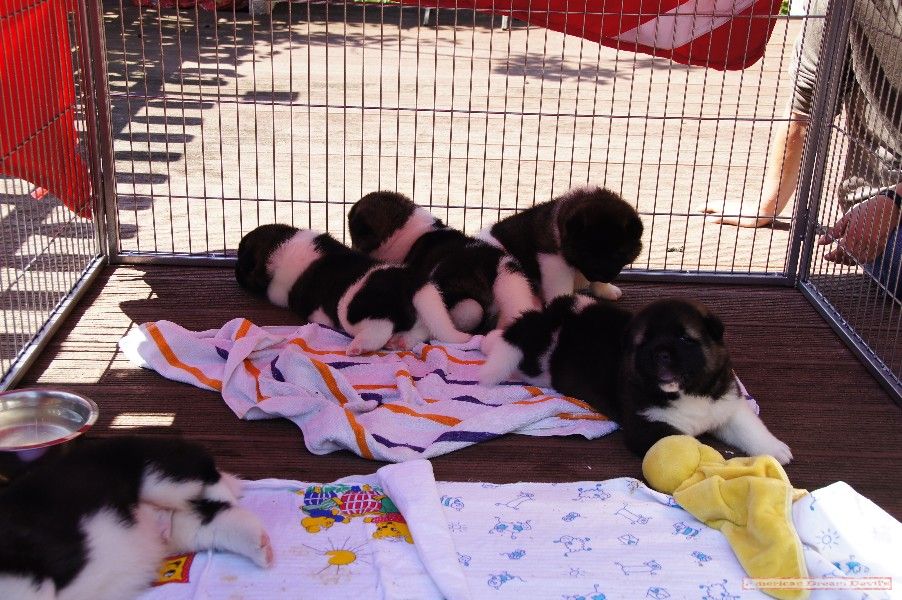 Puppies D-Litter