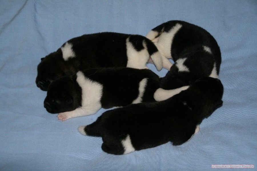 Puppies D-Litter