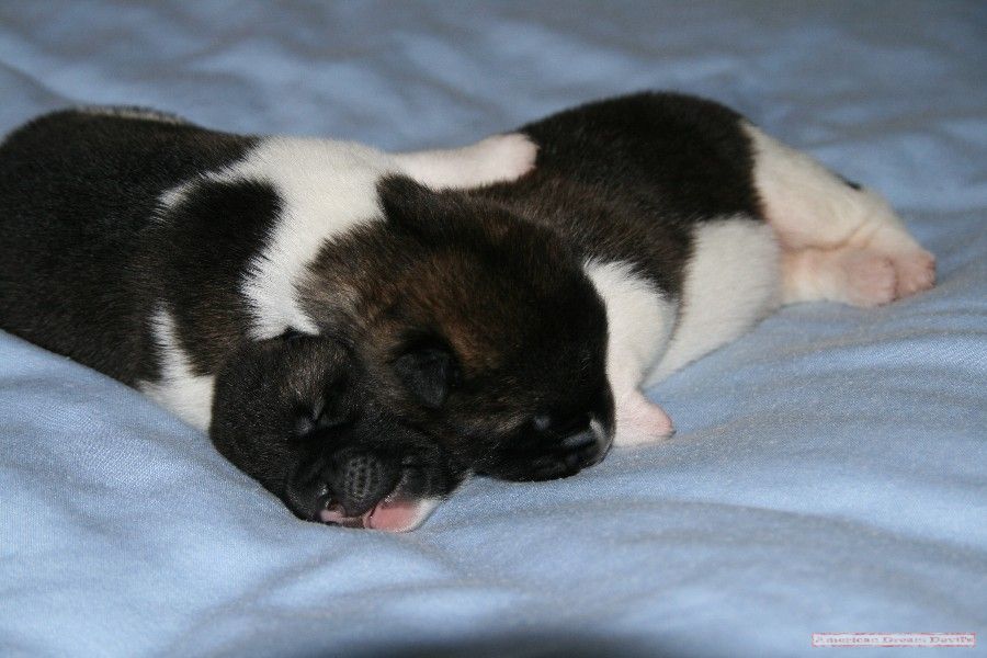 Puppies D-Litter