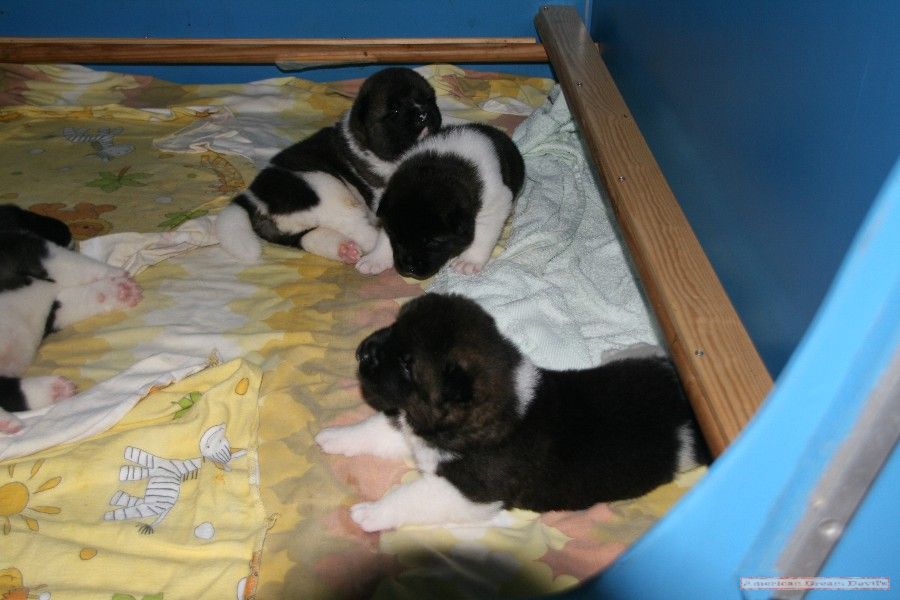 Puppies D-Litter