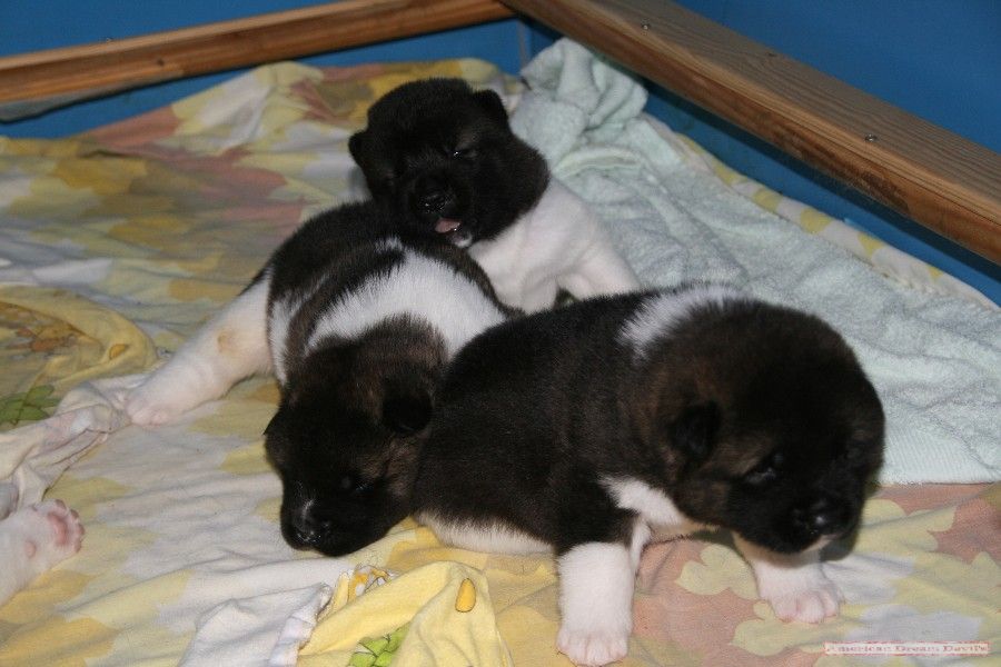 Puppies D-Litter