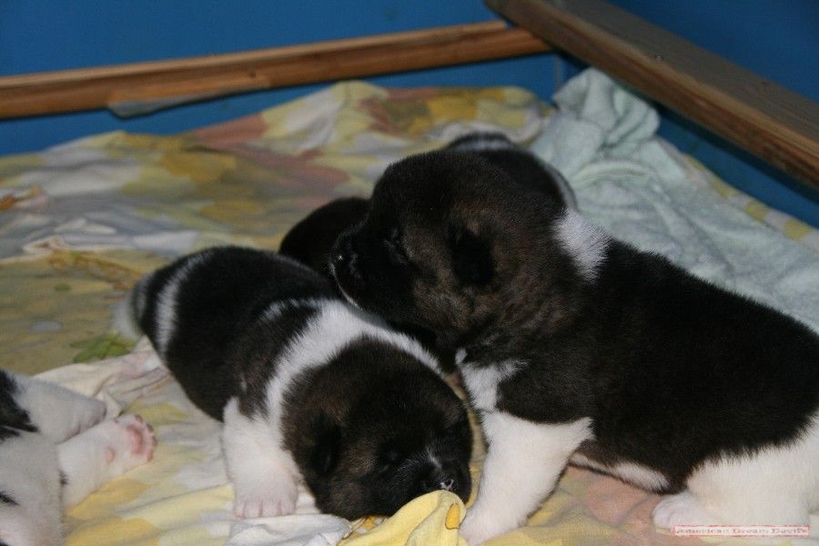 Puppies D-Litter