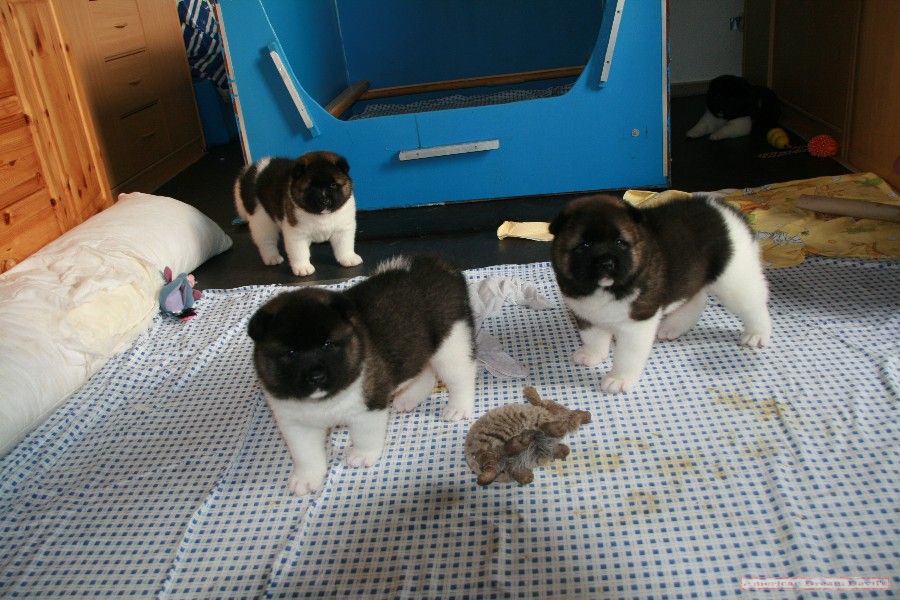 Puppies D-Litter