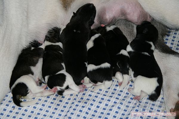 Puppies D-Litter