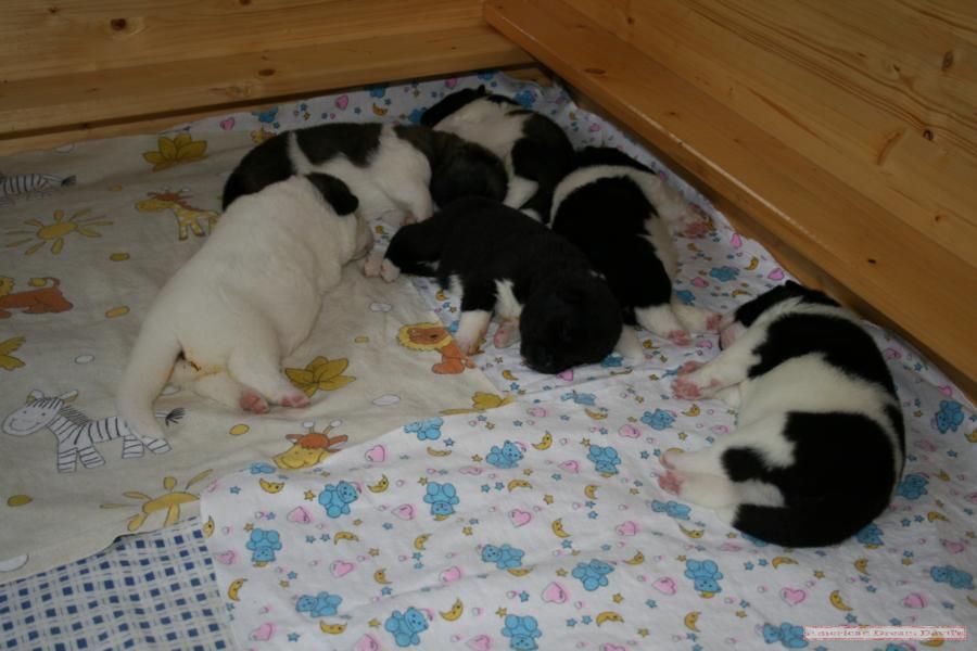 Puppies E-Litter