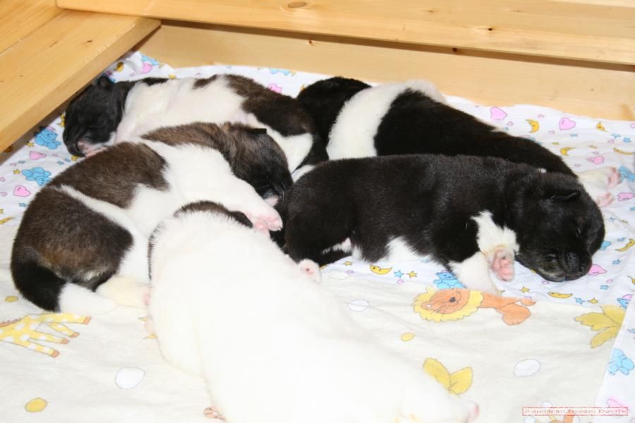 Puppies E-Litter