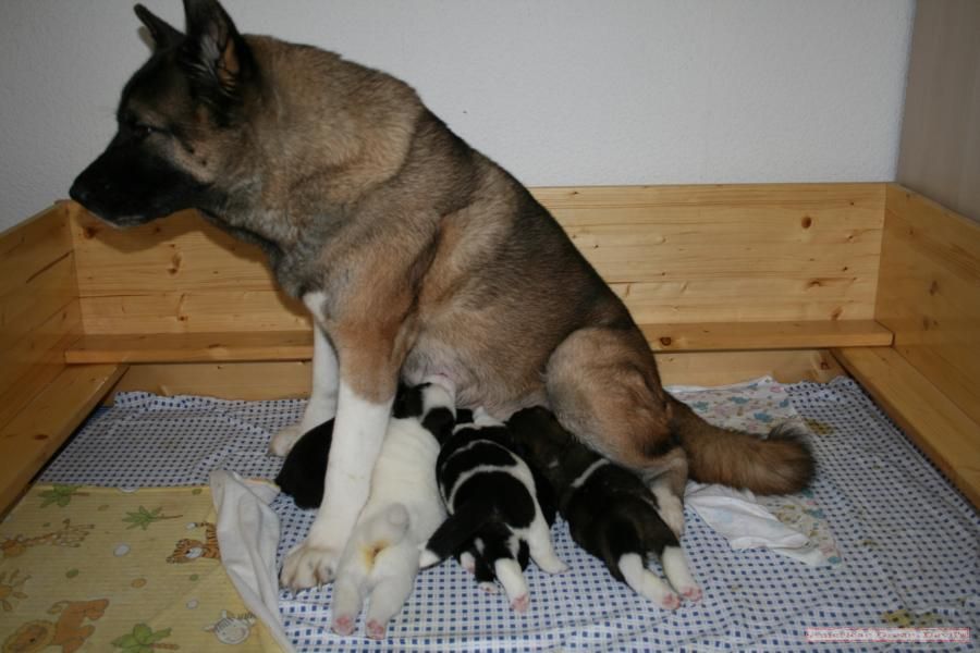 Puppies E-Litter