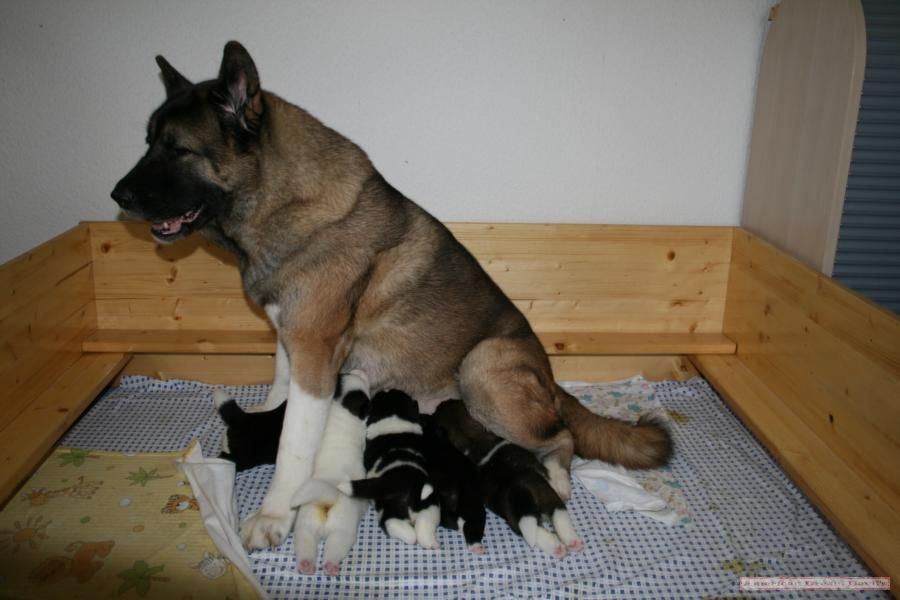 Puppies E-Litter