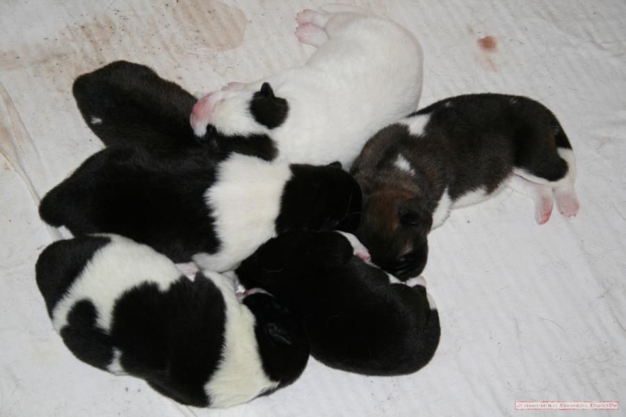 Puppies E-Litter