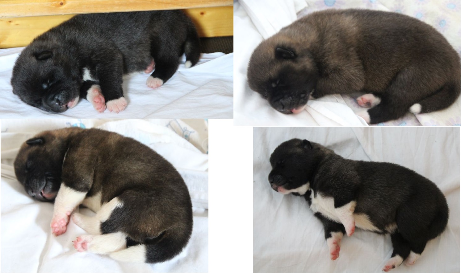Puppies from J-Litter