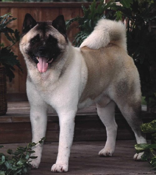 CH Big-O Thunderheart of Kokomo (ROMPX)