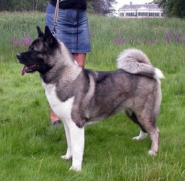 CH Big Americans the Good Girl JW '04