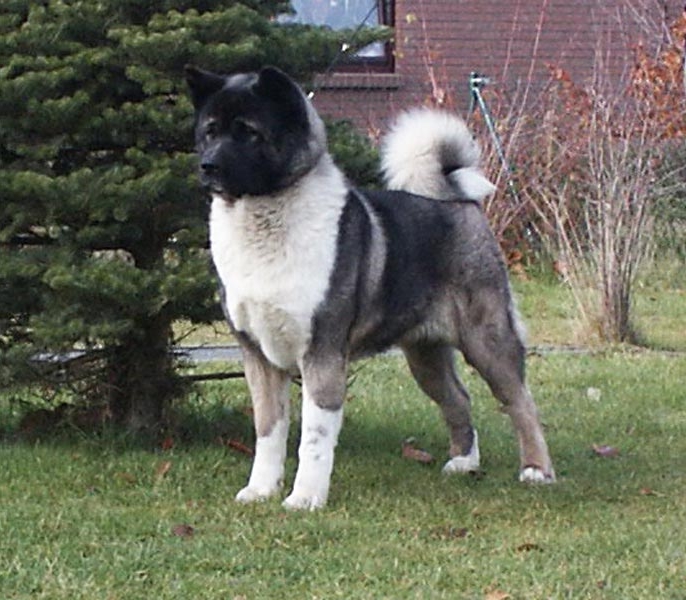 CH Big Benz Darqknight Shadow