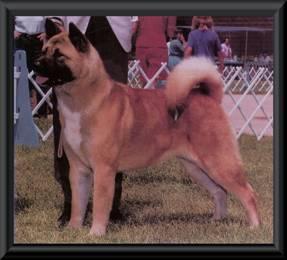 CH Great Tigers Contessa (ROMP)