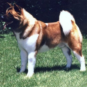 CH Kuroi Kao Double Shot of O'Granddad