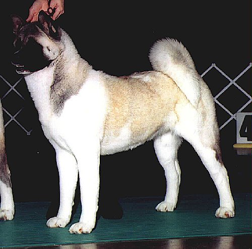 CH Kuroi Kao Taylor Made Kokomo (ROMP)