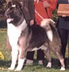 CH Regalias Darq Wolf