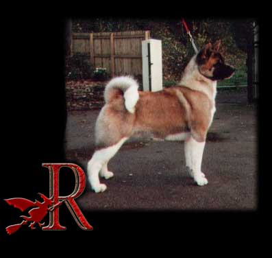 CH Redwitch Feel Free To Stare