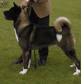CH Regalia‘s Trans Fur To Anshee