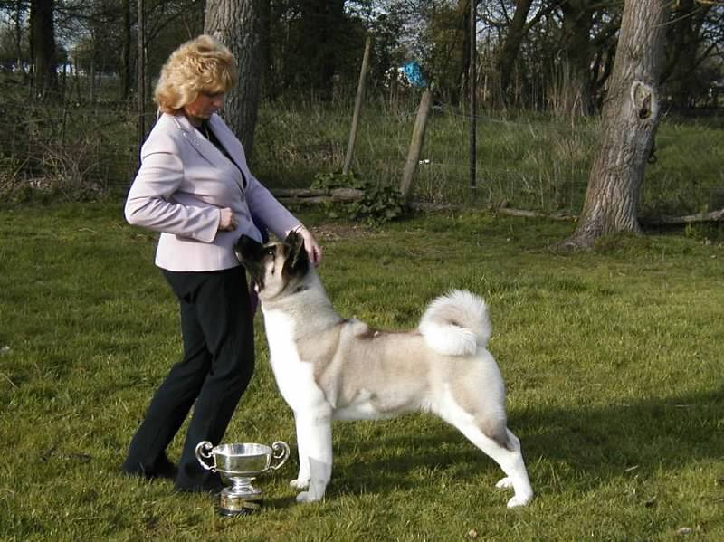 Shyllar Trendi Nose To Tail