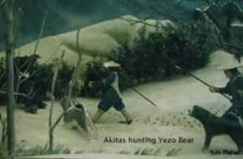 japanese akita bear hunting