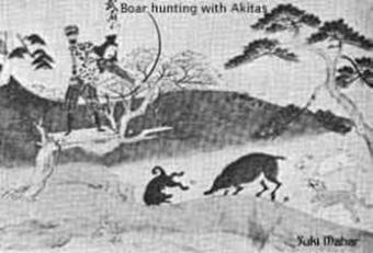 History of the American Akita