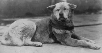 History of the American Akita