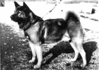 History of the American Akita