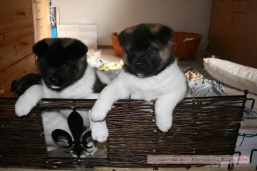 Puppies C-Litter